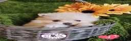 Pomeranian dogs for sale: Cream & white pomeranian puppies - Advert 3