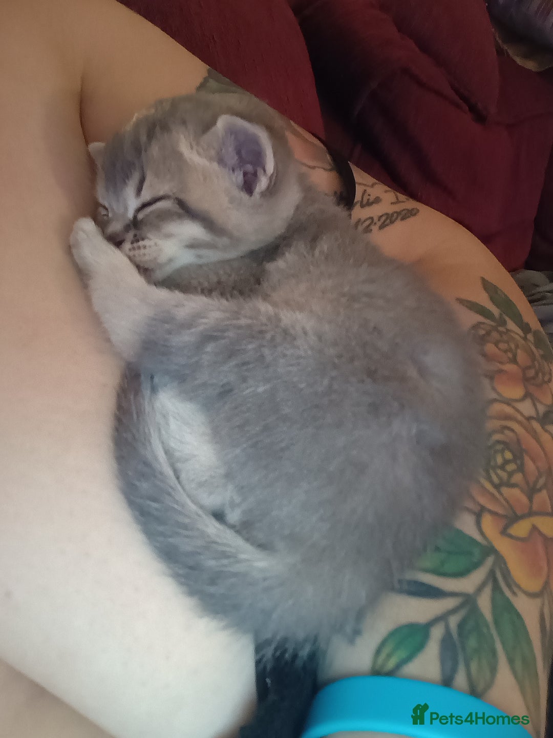 British Shorthair cats for sale: British shorthair kittens - Advert 3