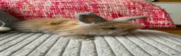 Lionhead rabbits for sale: English Full Face Angora Kits - Advert 4