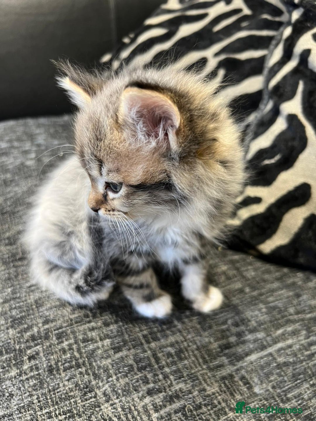 Mixed Breed cats for sale: 1x Boy and 1x Girl Kitten For Sale - Image 6