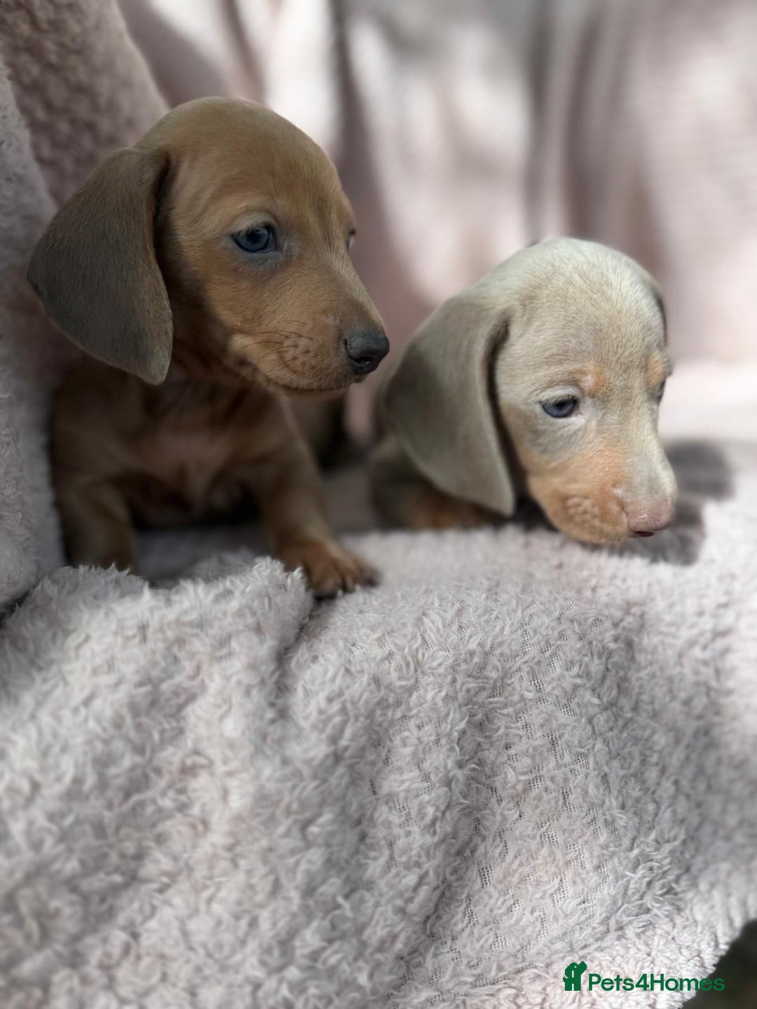 Miniature Dachshund dogs for sale: My amazing sausages are ready for new homes  - Image 2