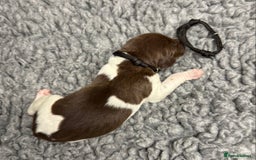 German Shorthaired Pointer dogs for sale: German Short Haired Pups - Serbian Blood Lines - Image 13