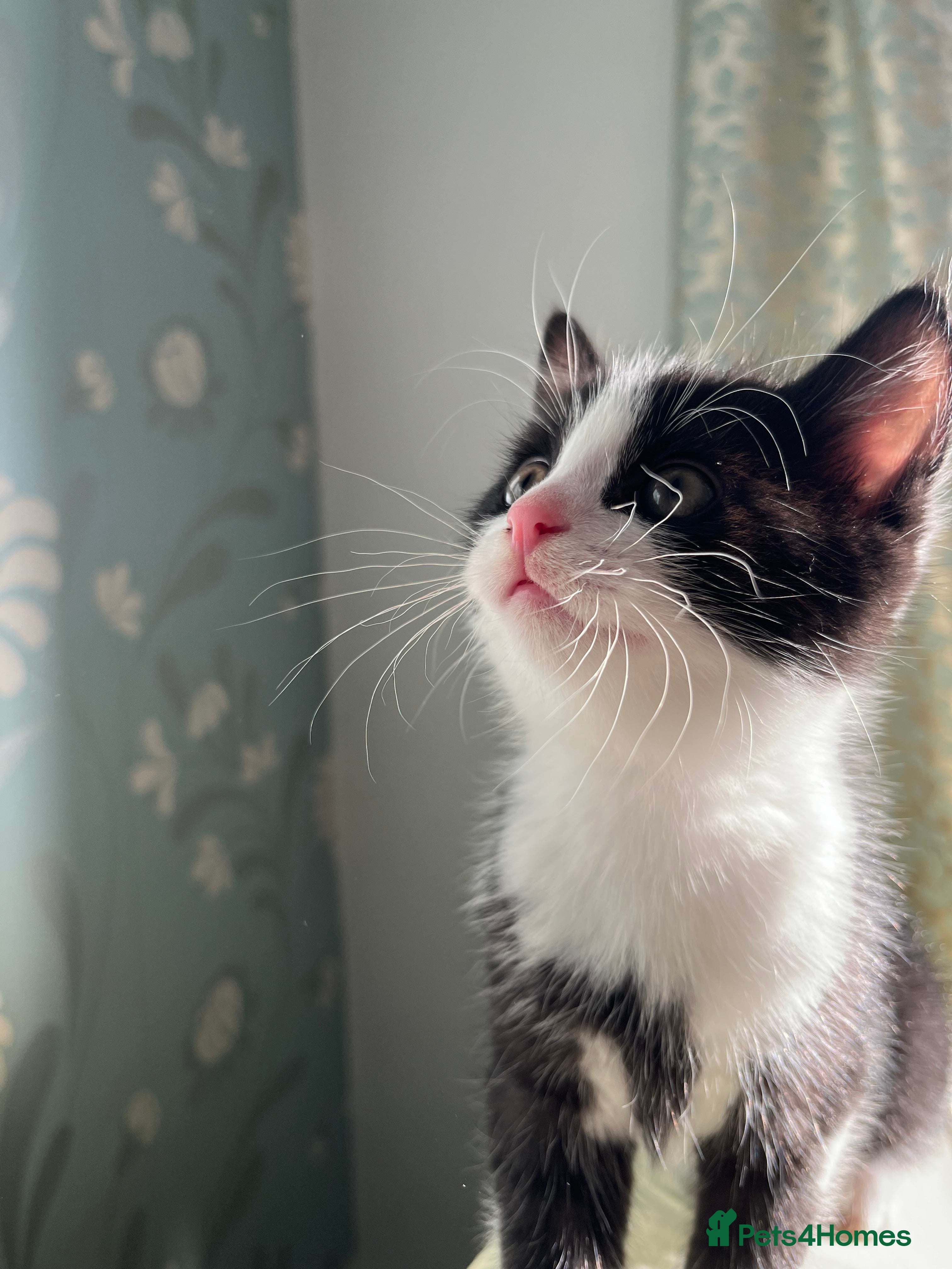 Mixed Breed cats Black and white mixed Maine Coon kittens - Advert 1