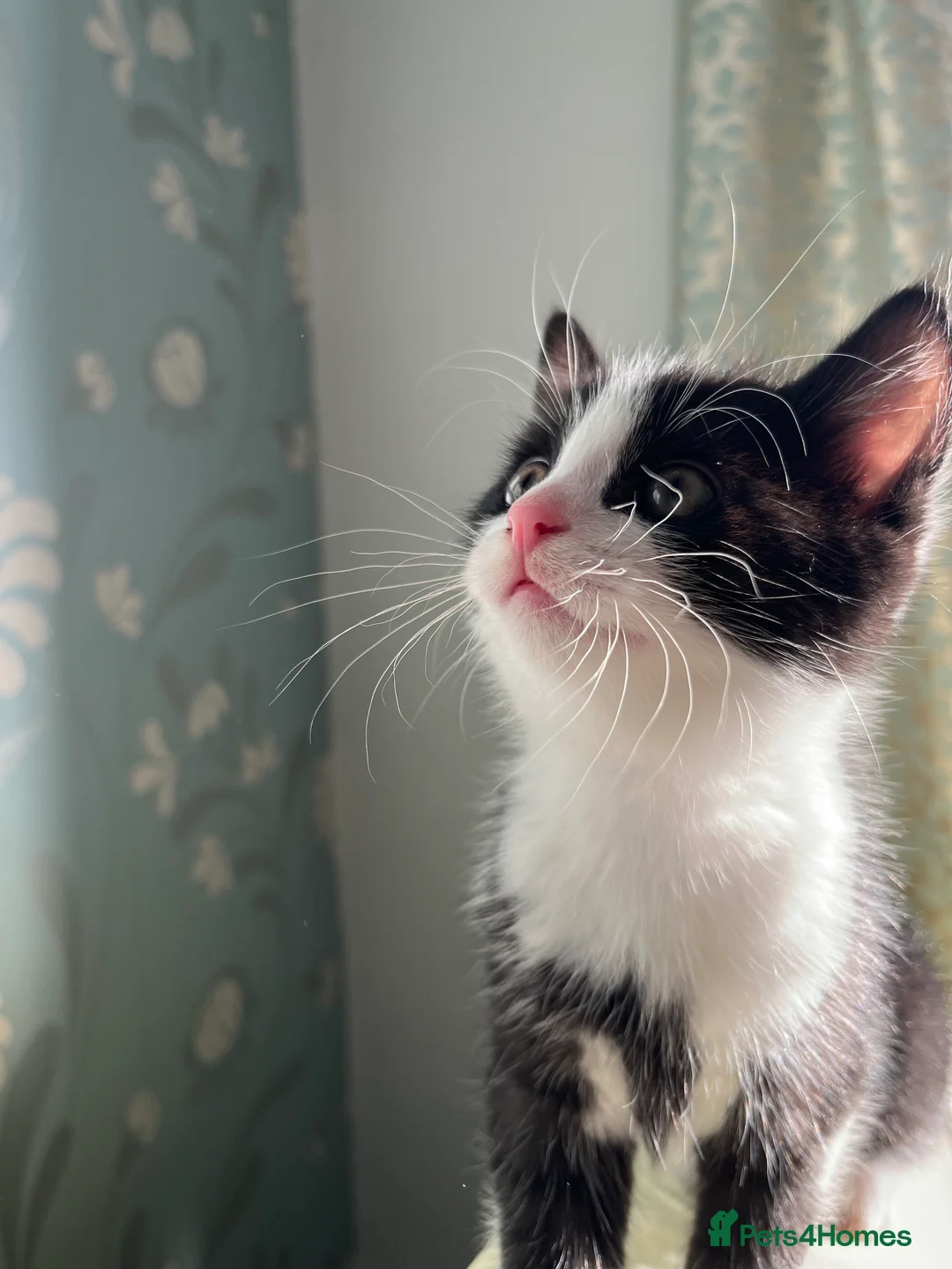 Mixed Breed cats for sale: Black and white mixed Maine Coon kittens - Advert 1