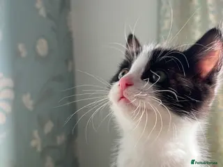 Mixed Breed cats Black and white mixed Maine Coon kittens - Advert 3