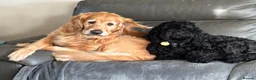 Golden Retriever dogs for sale: 2 girls going together  - Advert 1