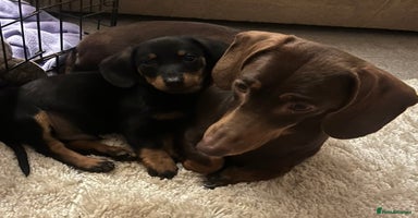 Dachshund dogs - Advert 13