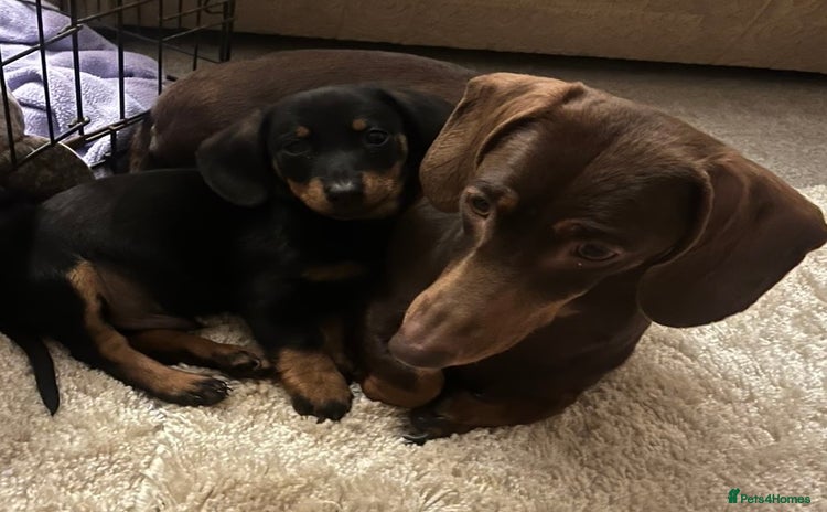 Dachshund dogs - Advert 3