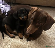 Dachshund dogs - Advert 11