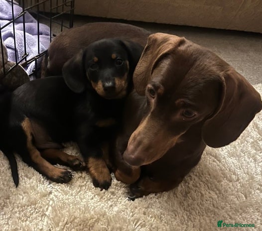 Dachshund dogs - Advert 2