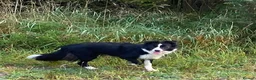 Border Collie dogs for sale: Classic Long Coated B&W Border Collie Girl Pups - Advert 4