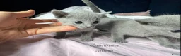 Russian Blue cats for sale: Purebred Russian blue kittens  - Advert 15
