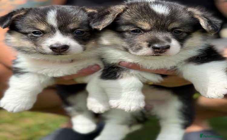 Welsh Corgi Pembroke dogs - Advert 1