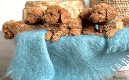 Miniature Poodle dogs for sale: 🐾 Beautiful KC 🦊 Red Miniature Poodle Puppies 🐾 - Image 4