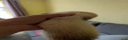 Ferret rodents for sale: Jill ferret for rehoming  in Sheffield - Advert 3
