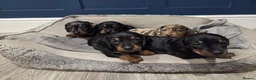 Miniature Dachshund dogs for sale: Miniature dachshund puppies for sale in Ipswich - Advert 1
