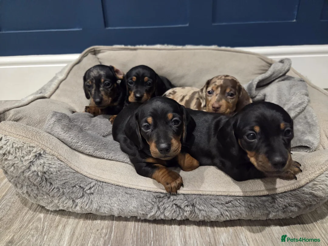 Miniature Dachshund dogs for sale: Miniature dachshund puppies for sale in Ipswich - Advert 1