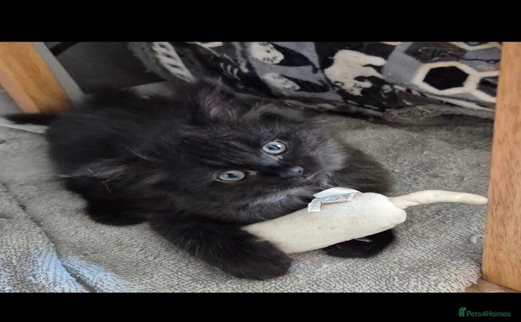 Mixed Breed cats - Advert 12