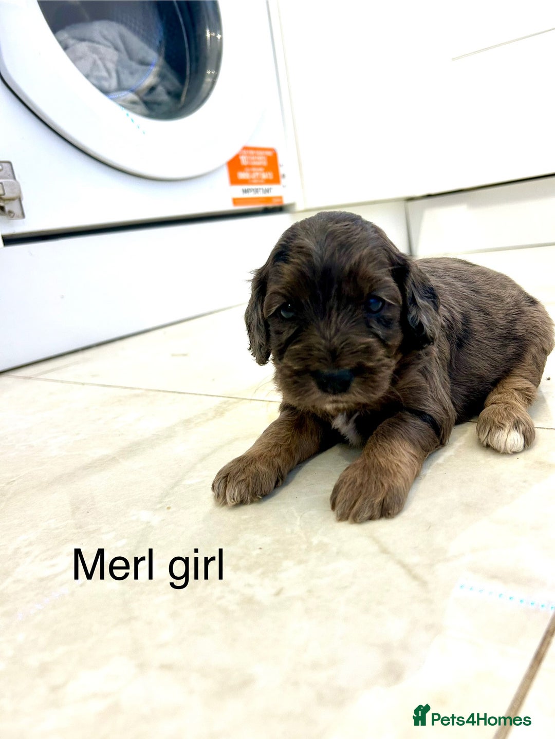 Cockapoo dogs for sale: Beautiful cockapoos  - Image 10