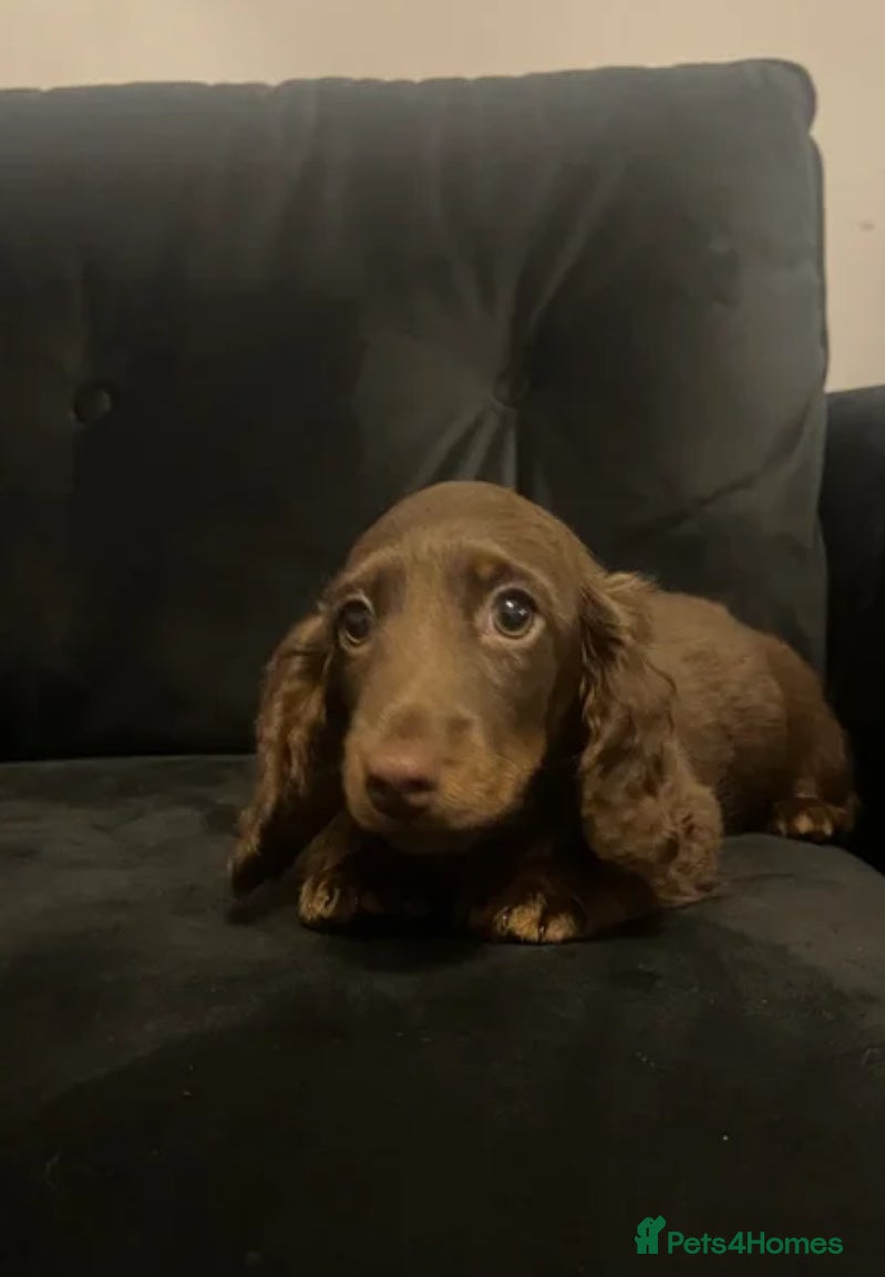 Miniature Dachshund dogs Exceptional long haired miniature dachshund boy   - Advert 6