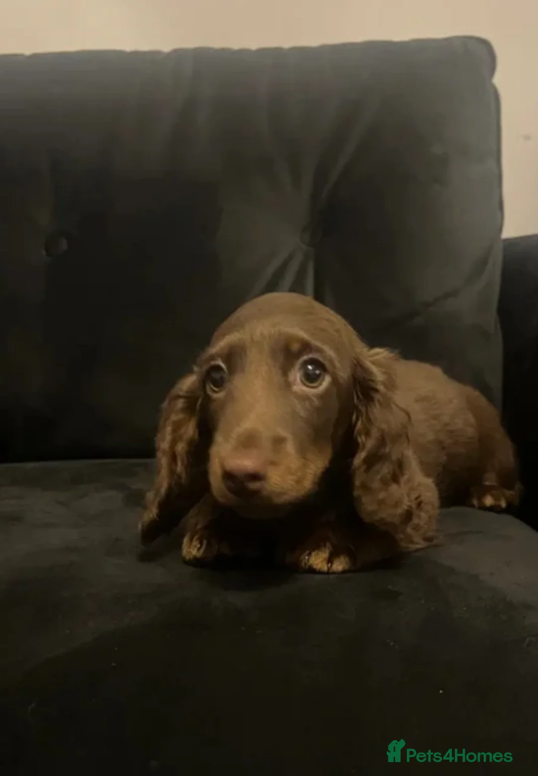 Miniature Dachshund dogs for sale: Last Beautiful longhaired miniature dachshund boy - Advert 10