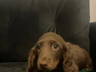 Miniature Dachshund dogs Exceptional long haired miniature dachshund boy - Advert 6