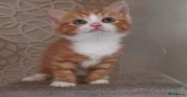 Maine Coon cats - Advert 10