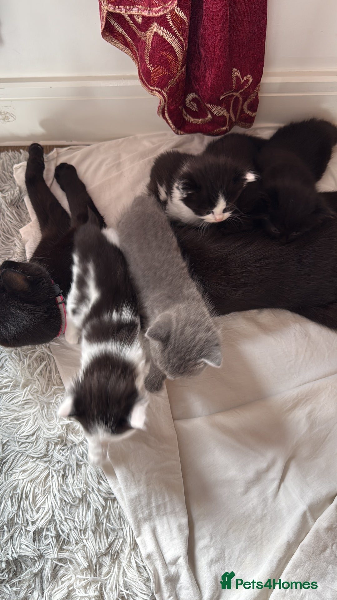 British Shorthair cats for sale: 3 british short hair kitty’s for sale  - Image 15