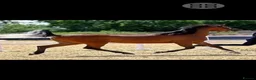 Arabian horse horses for sale: PRYCILLA - Advert 5