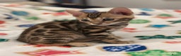 Bengal cats for sale: Beautiful Tica Bengal kittens - Advert 6