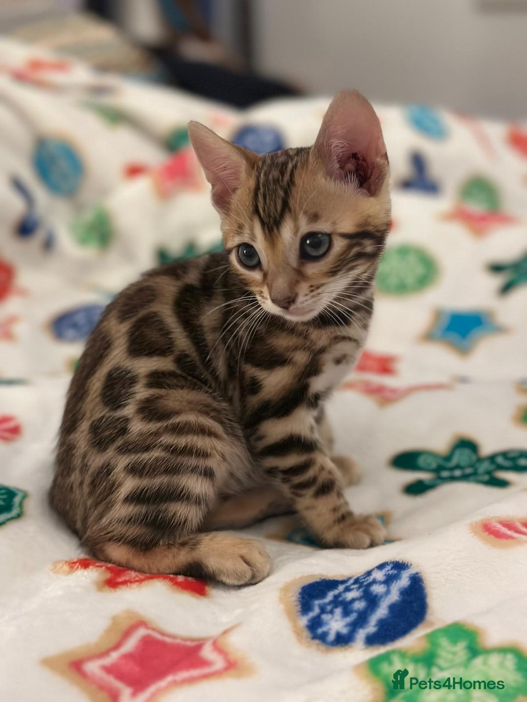 Bengal cats for sale: Beautiful Tica Bengal kittens - Advert 6