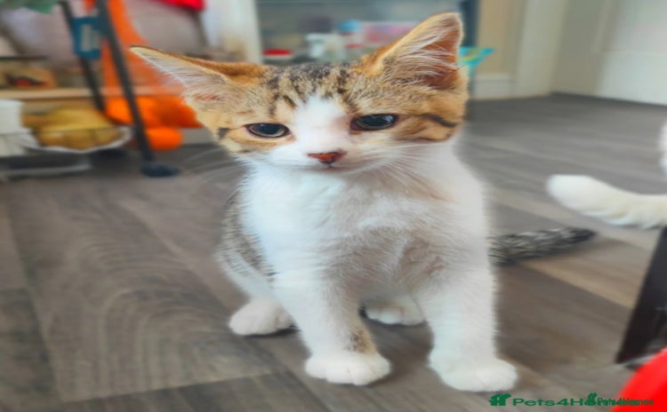 British Shorthair cats - Advert 13