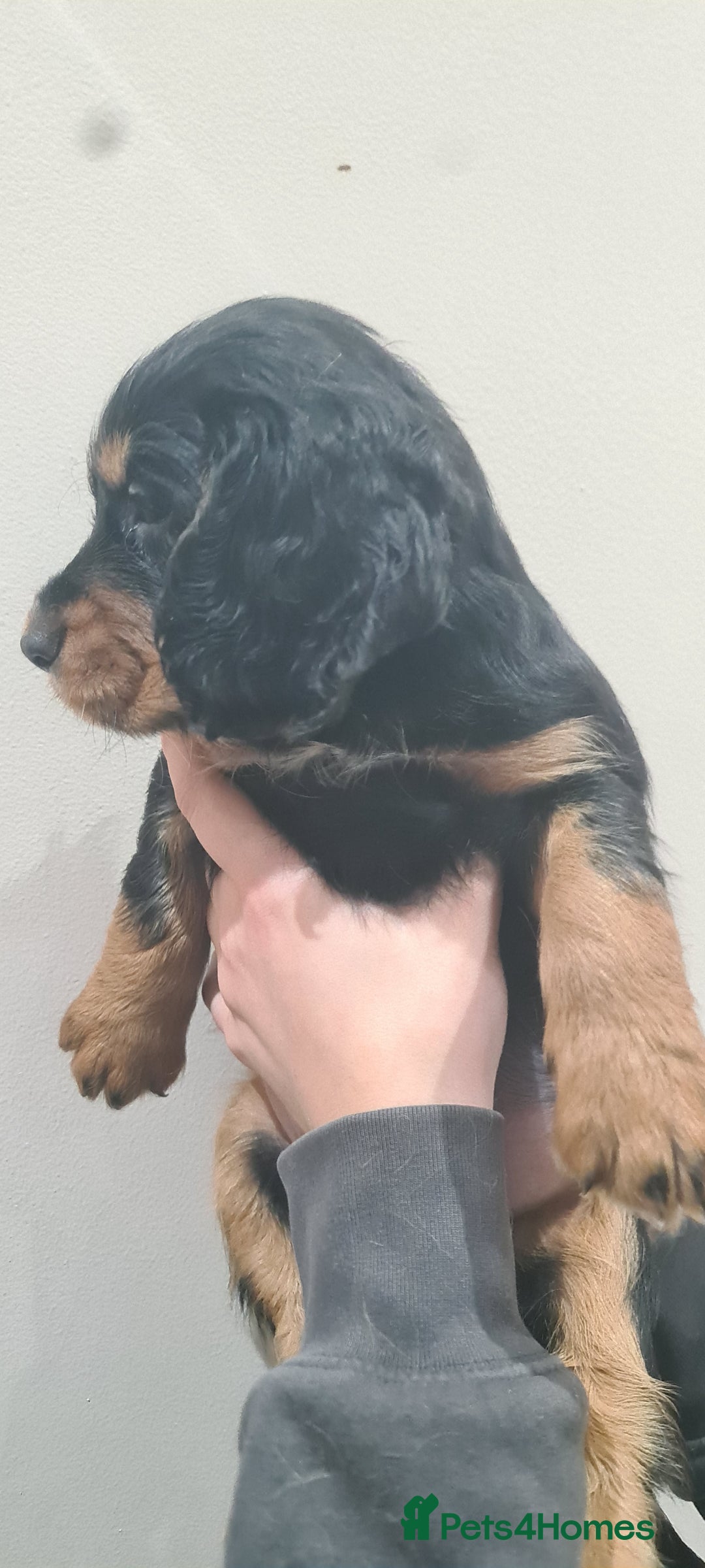 Cocker Spaniel dogs for sale: Beautiful KC Cocker Spaniel Puppies for sale  - Advert 8
