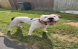 American Bully dogs for sale: yaya looking for a new home - Image 3