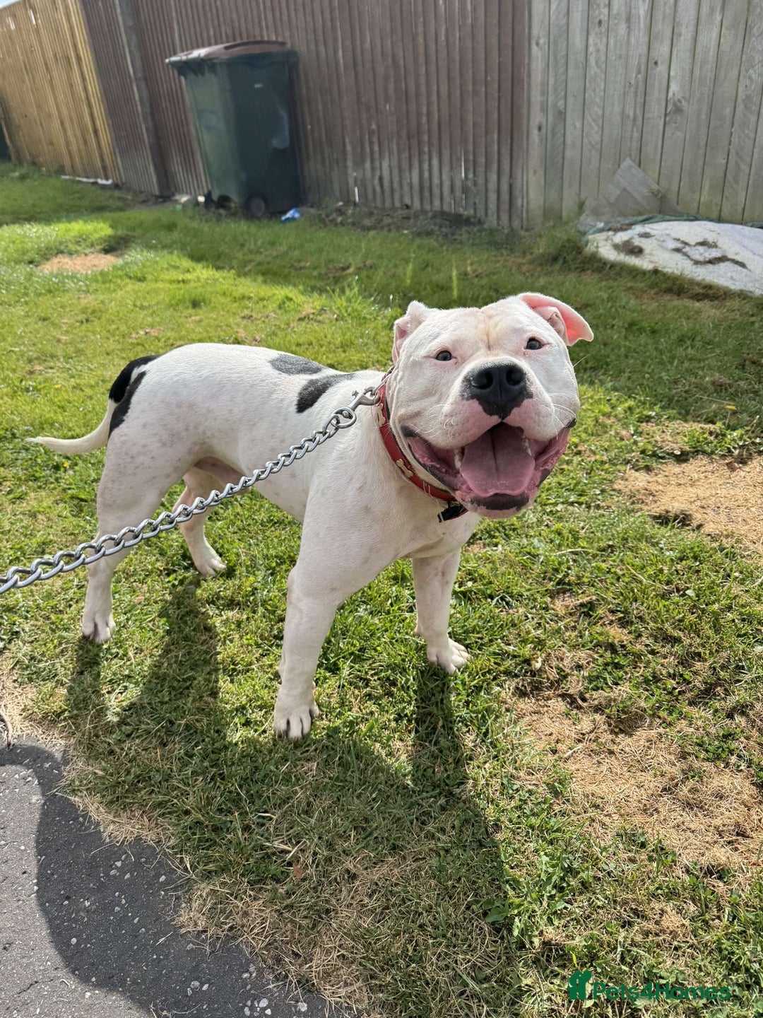 American Bully dogs for sale: yaya looking for a new home - Image 3