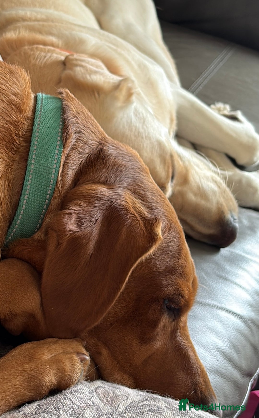 Labrador Retriever dogs for sale: KC Labrador puppies yellow / Red  - Advert 12