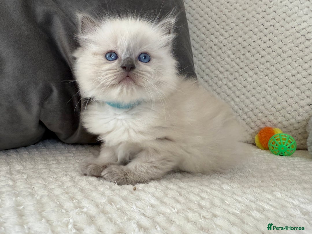 Ragdoll cats for sale: Stunning Bluepoint Ragdoll Kittens for sale - Image 18