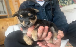 Chorkie dogs for sale: Chorkie Puppies ( Small Breed ) - Image 6