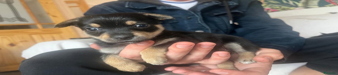 Chorkie Puppy 2