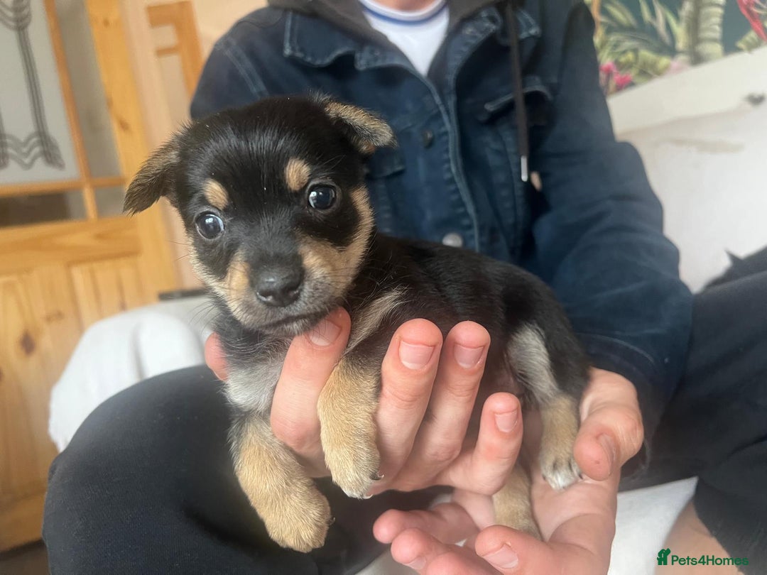 Chorkie dogs for sale: Chorkie Puppies ( Small Breed ) - Image 6