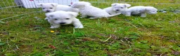Miniature Schnauzer dogs for sale: Champion Bloodline White Miniature Schnauzers  in Preston - Advert 3
