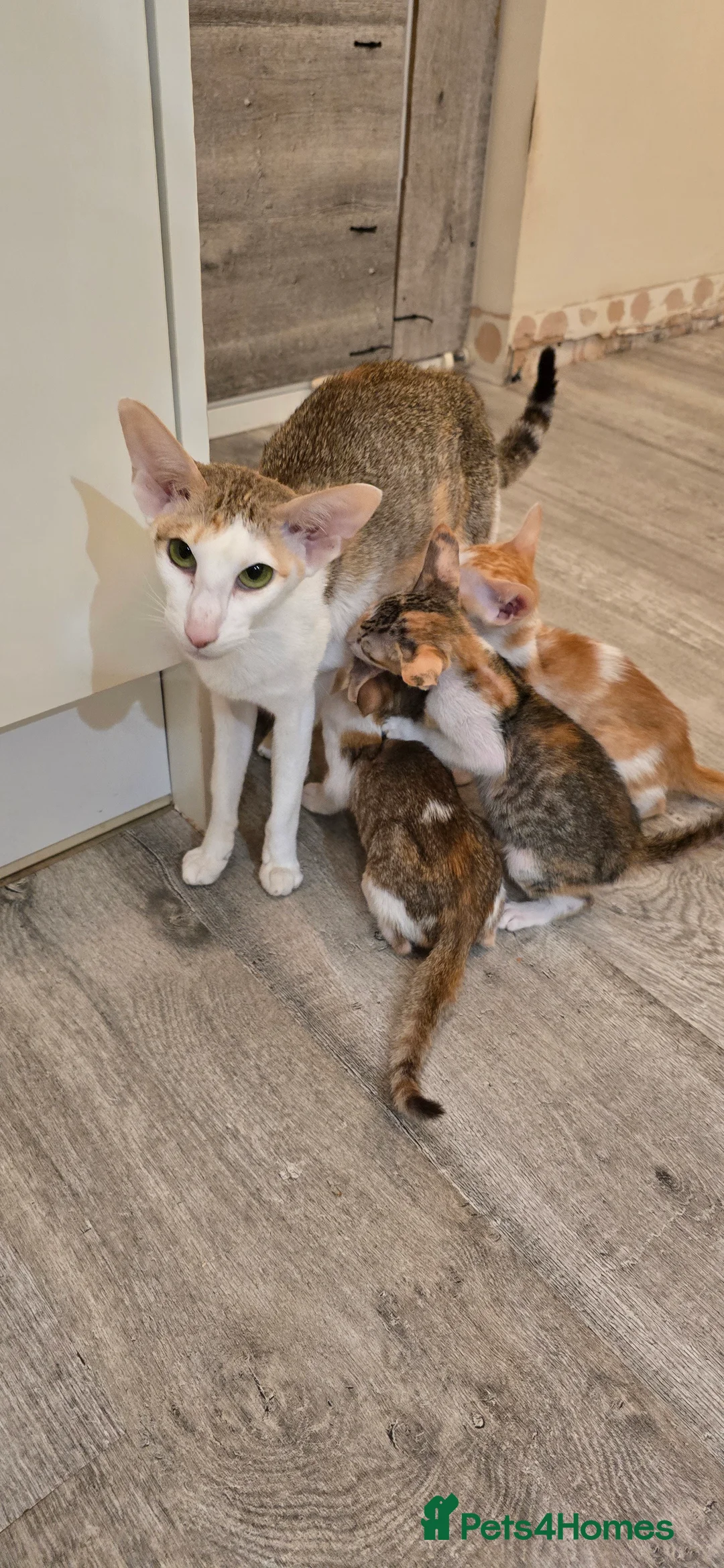 Oriental cats for sale: Oriental kittens  - Advert 2