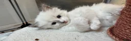 Ragdoll cats for sale: 3 Ragdoll kittens - Advert 4