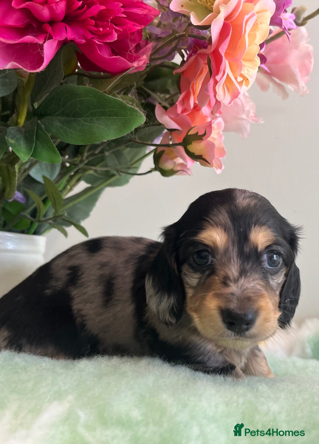 Miniature Dachshund dogs for sale: Miniature long hair dachshund  - Image 7
