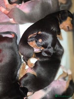 Miniature Dachshund dogs Beautiful Litter of Miniture Dachshunds - Advert 3