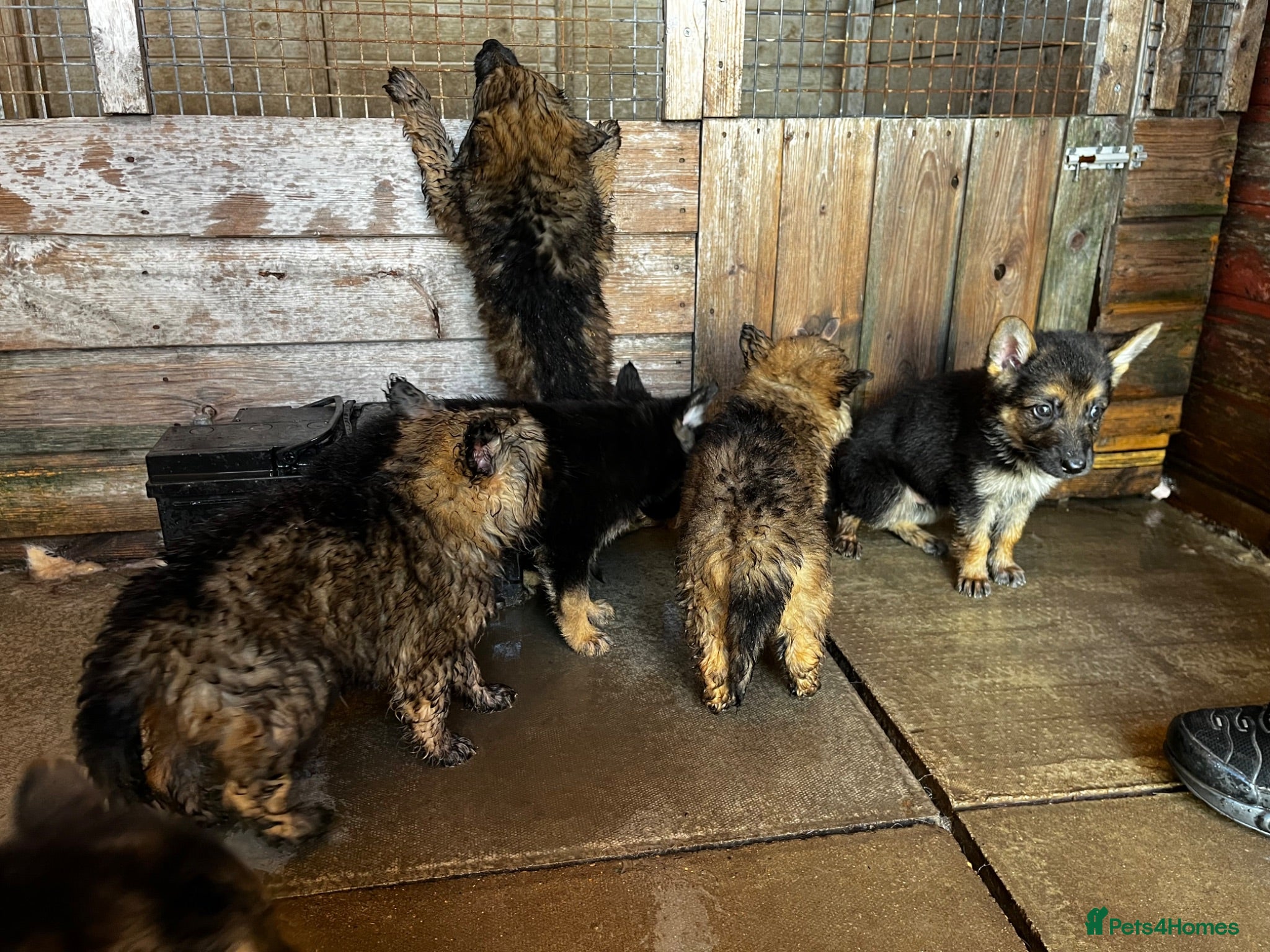 German Shepherd dogs German shepherd puppies  - Advert 2