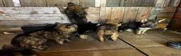 German Shepherd dogs for sale: German shepherd puppies  - Advert 2