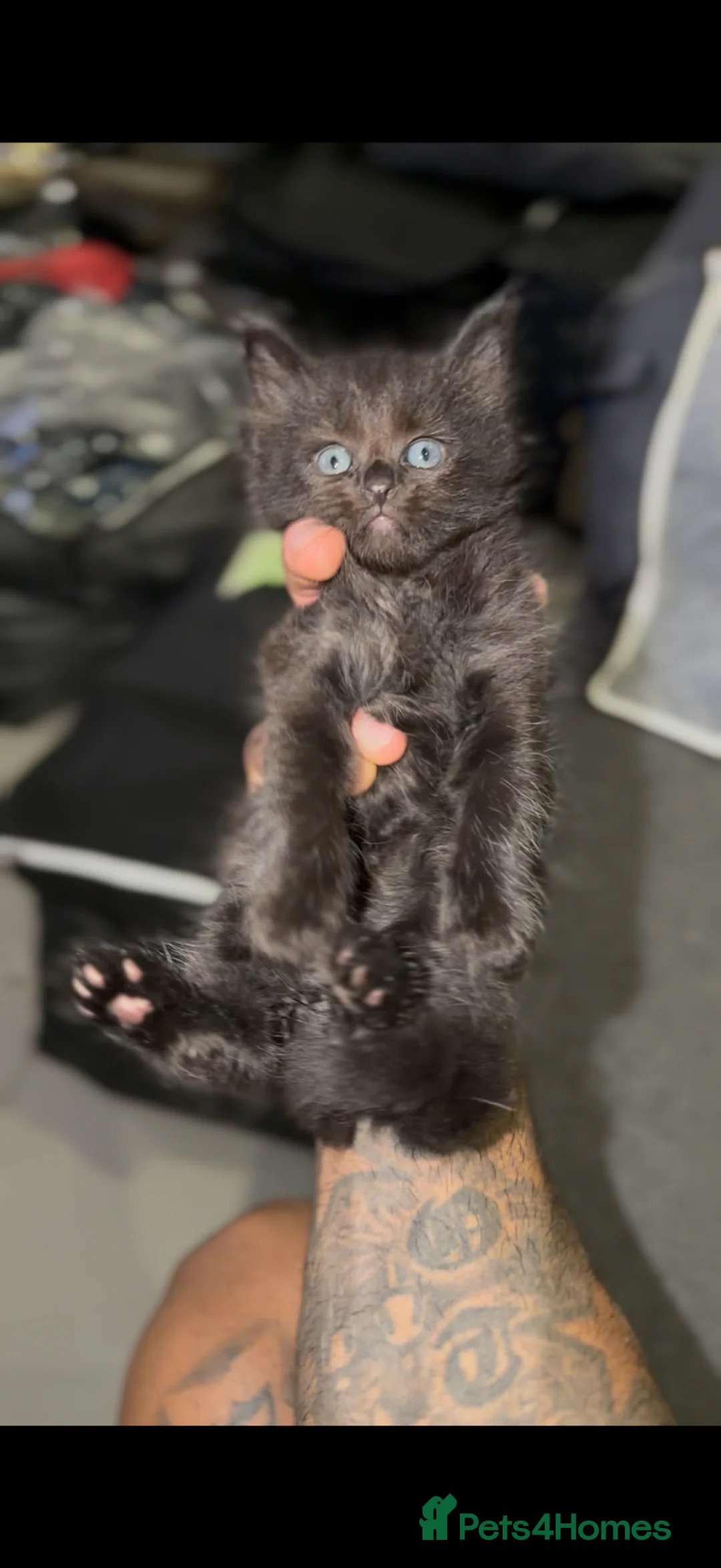 Ragdoll cats for sale: Black ragdolls  - Advert 2