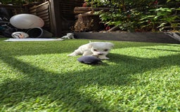 Bichon Frise dogs for sale: Bichon  - Image 1