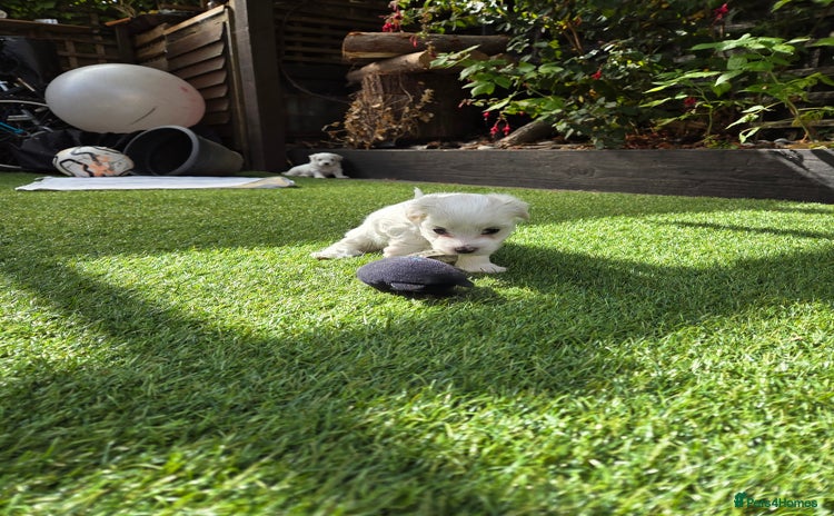 Bichon Frise dogs - Advert 1